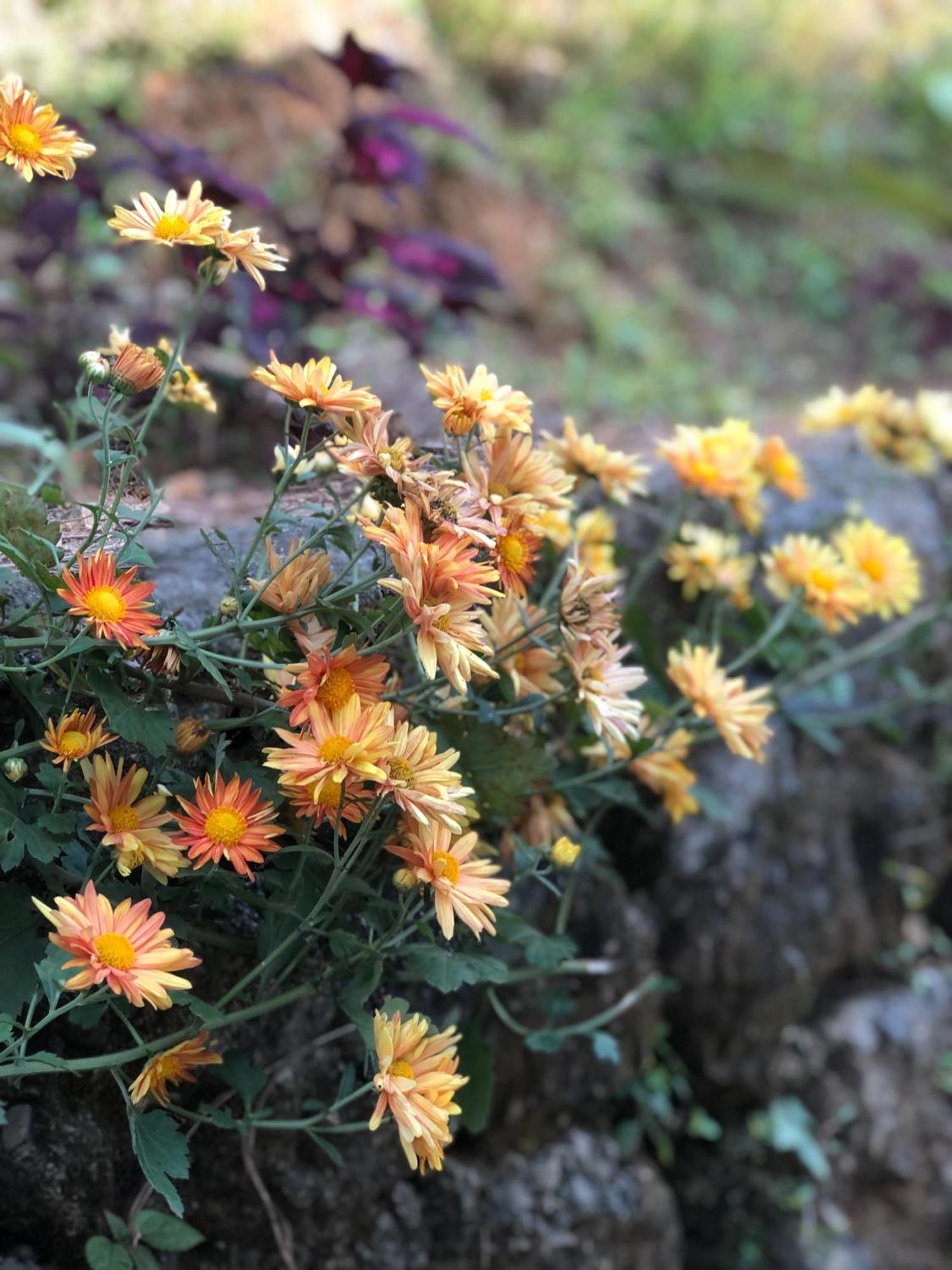 Вилла Into The Wild Pokhara Kaski Экстерьер фото