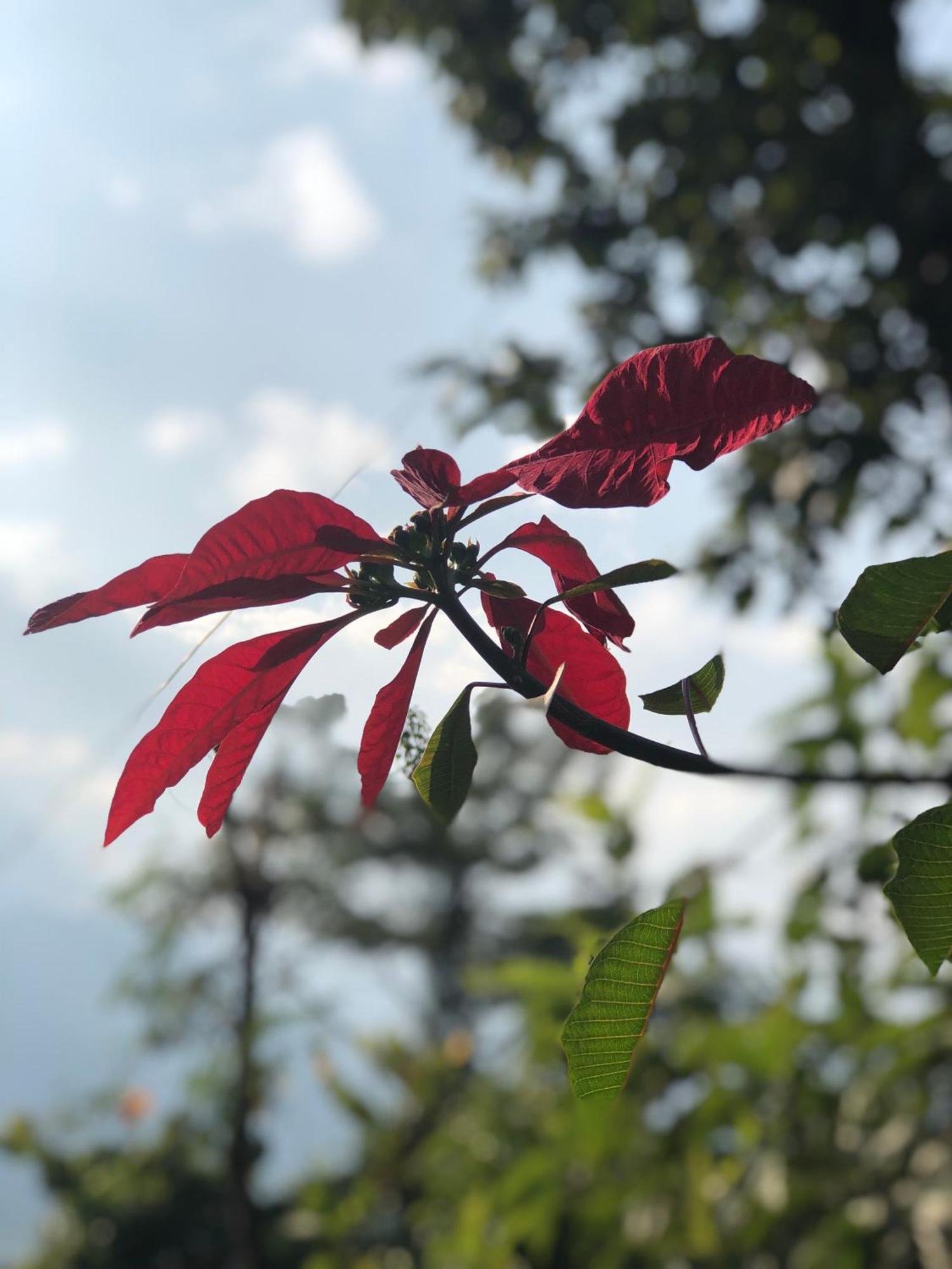 Вилла Into The Wild Pokhara Kaski Экстерьер фото